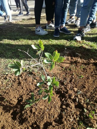 agenda2030-alberi-itesolivettilecce